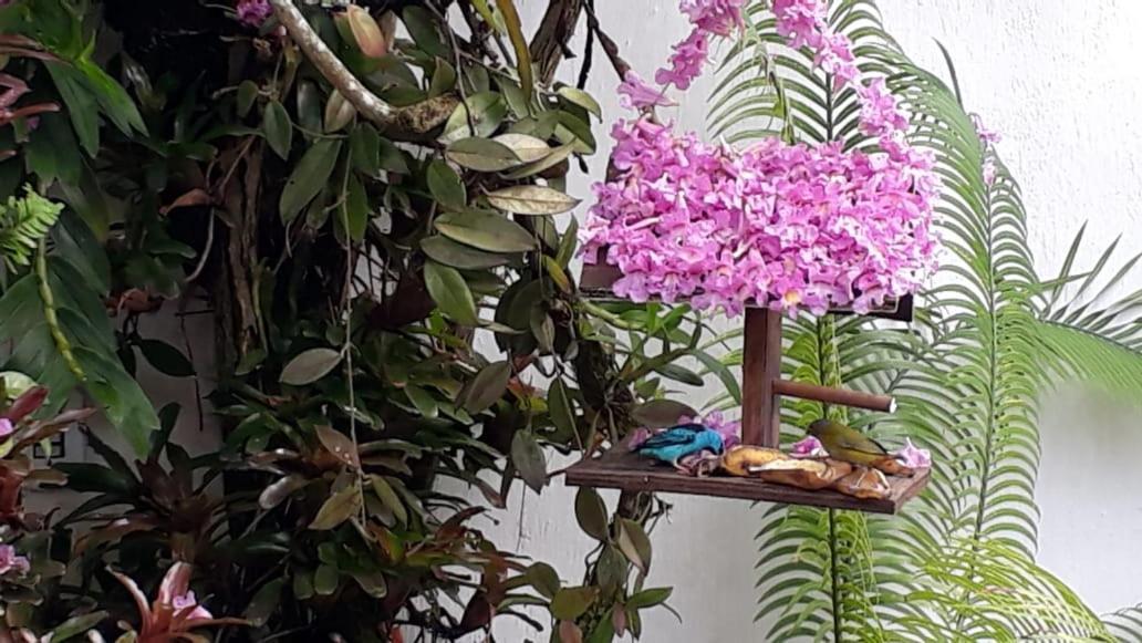 Suites Beija-Flor Araquari Kültér fotó