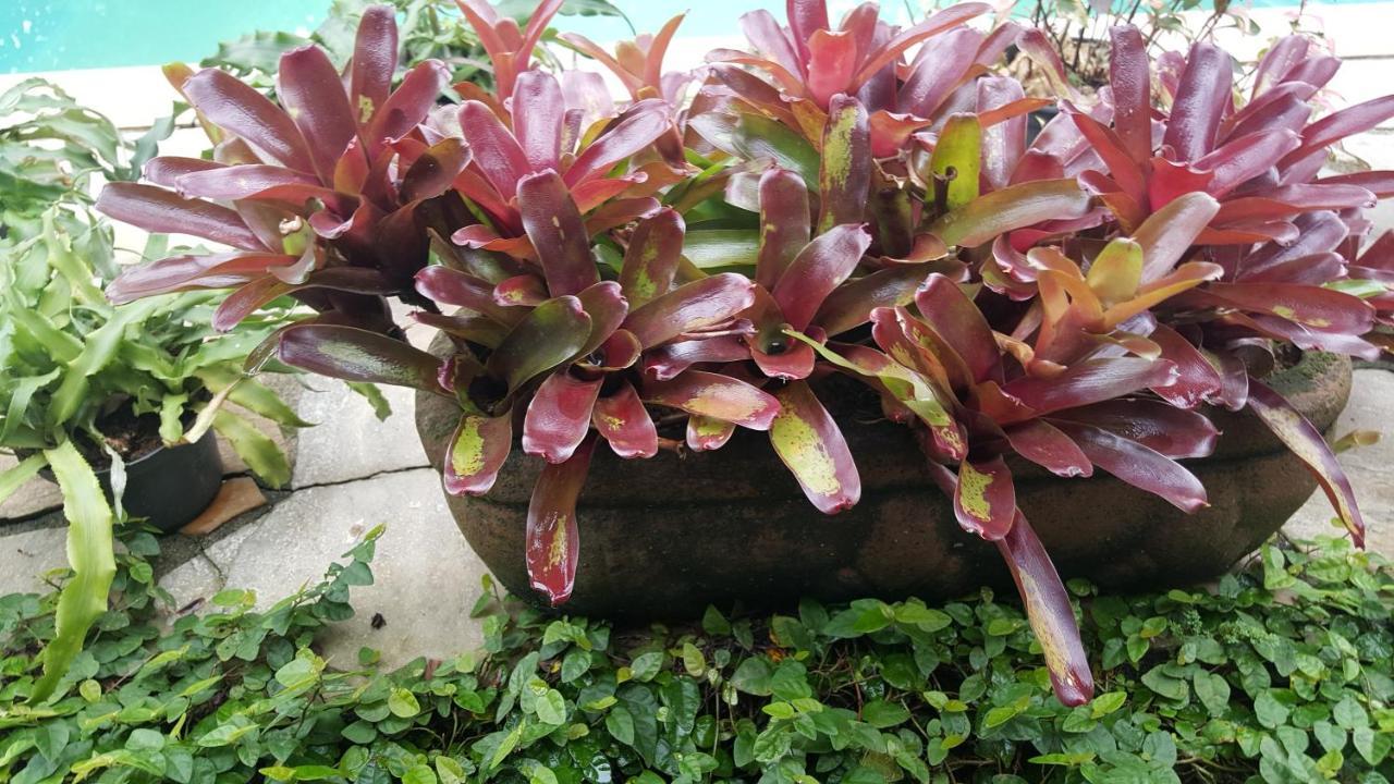 Suites Beija-Flor Araquari Kültér fotó